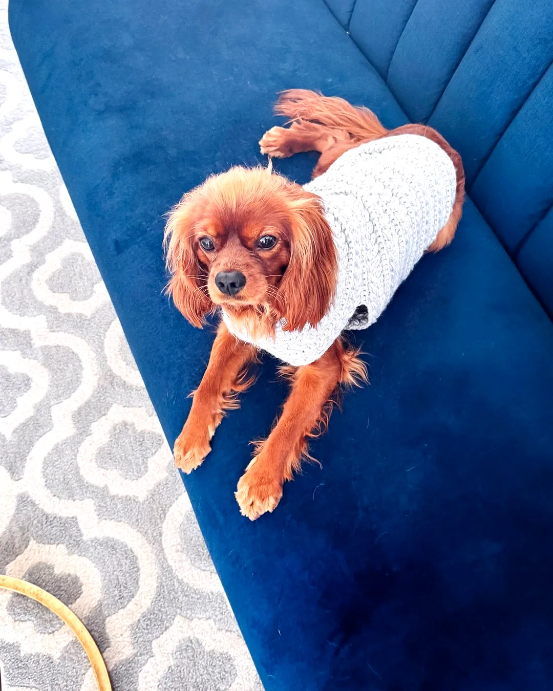 Stylish Light Gray Crochet Dog Sweater