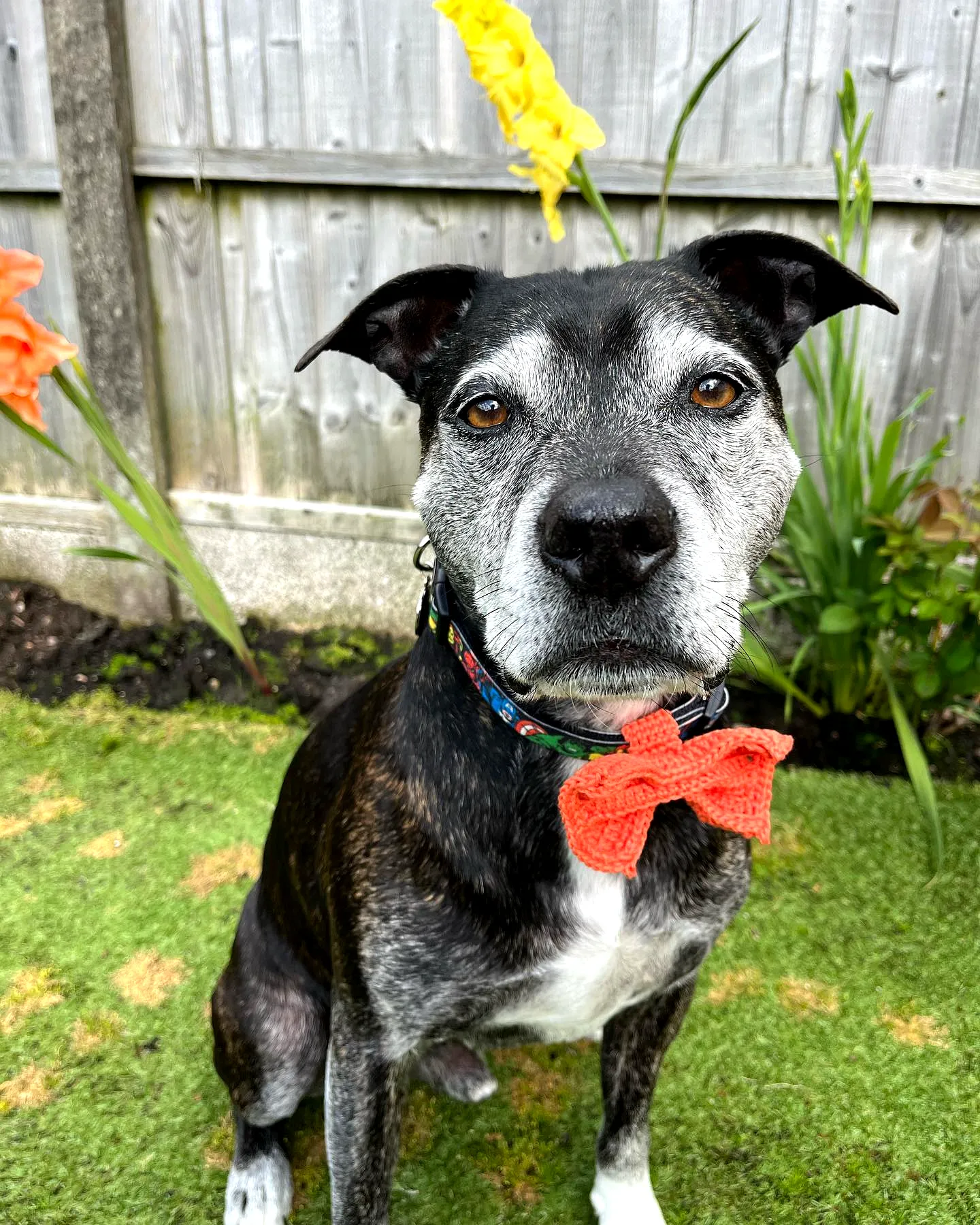 Stylish Vibrant Orange Crochet Dog Bow Tie for Pets