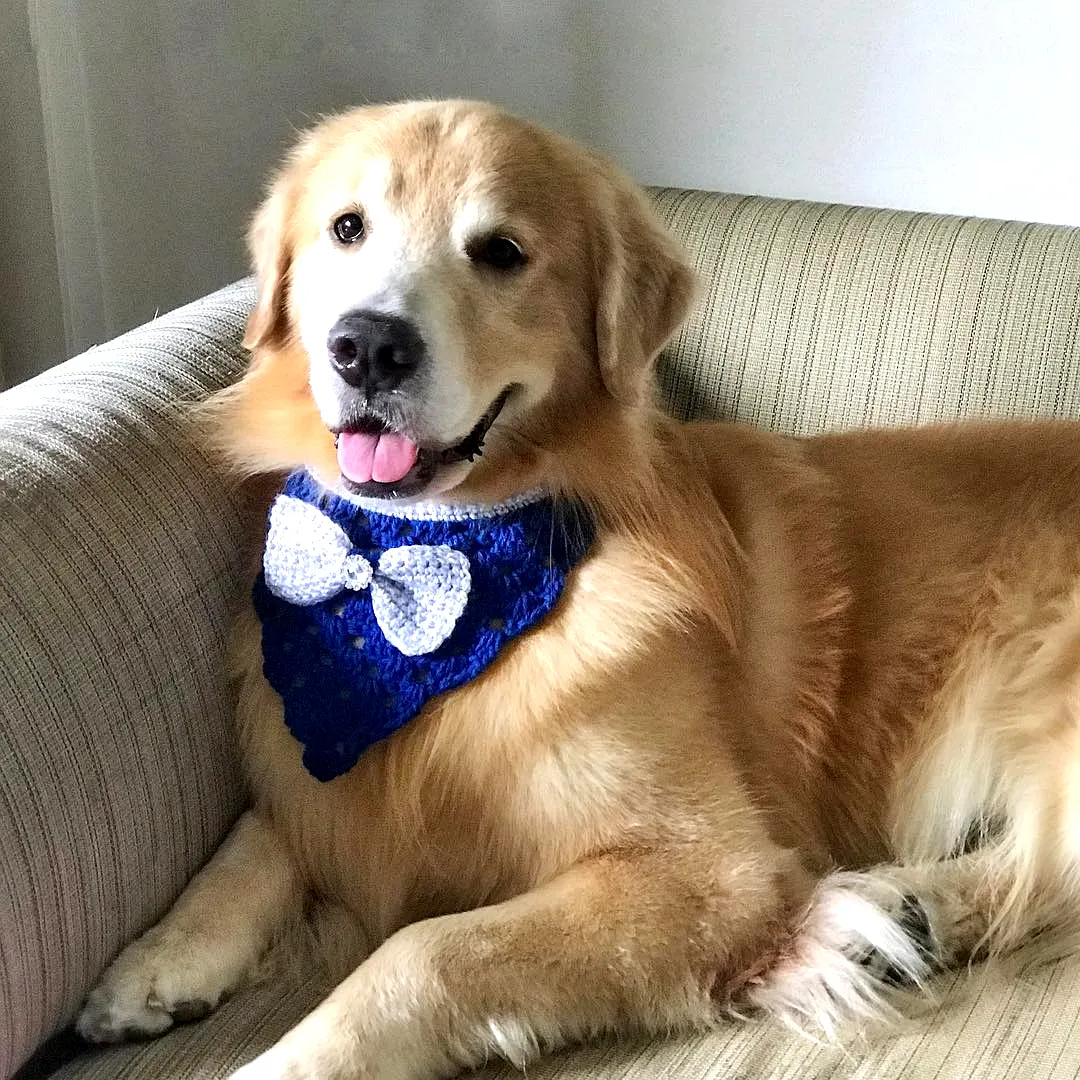 Vibrant Blue Crochet Pet Bandana with White Bow Detail