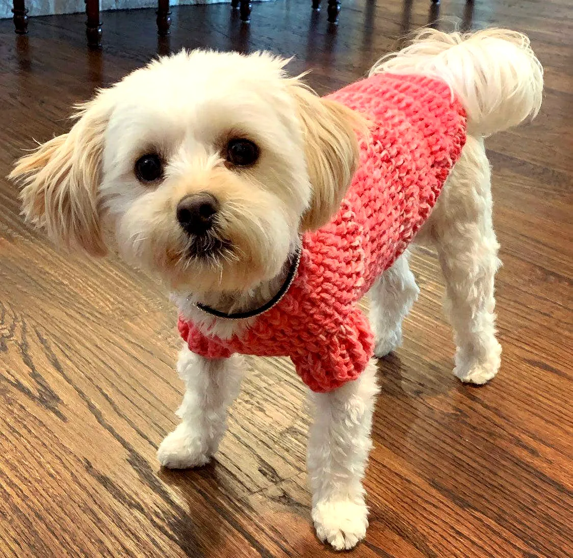 Vibrant Coral Crochet Pet Sweater for Stylish Small Dogs
