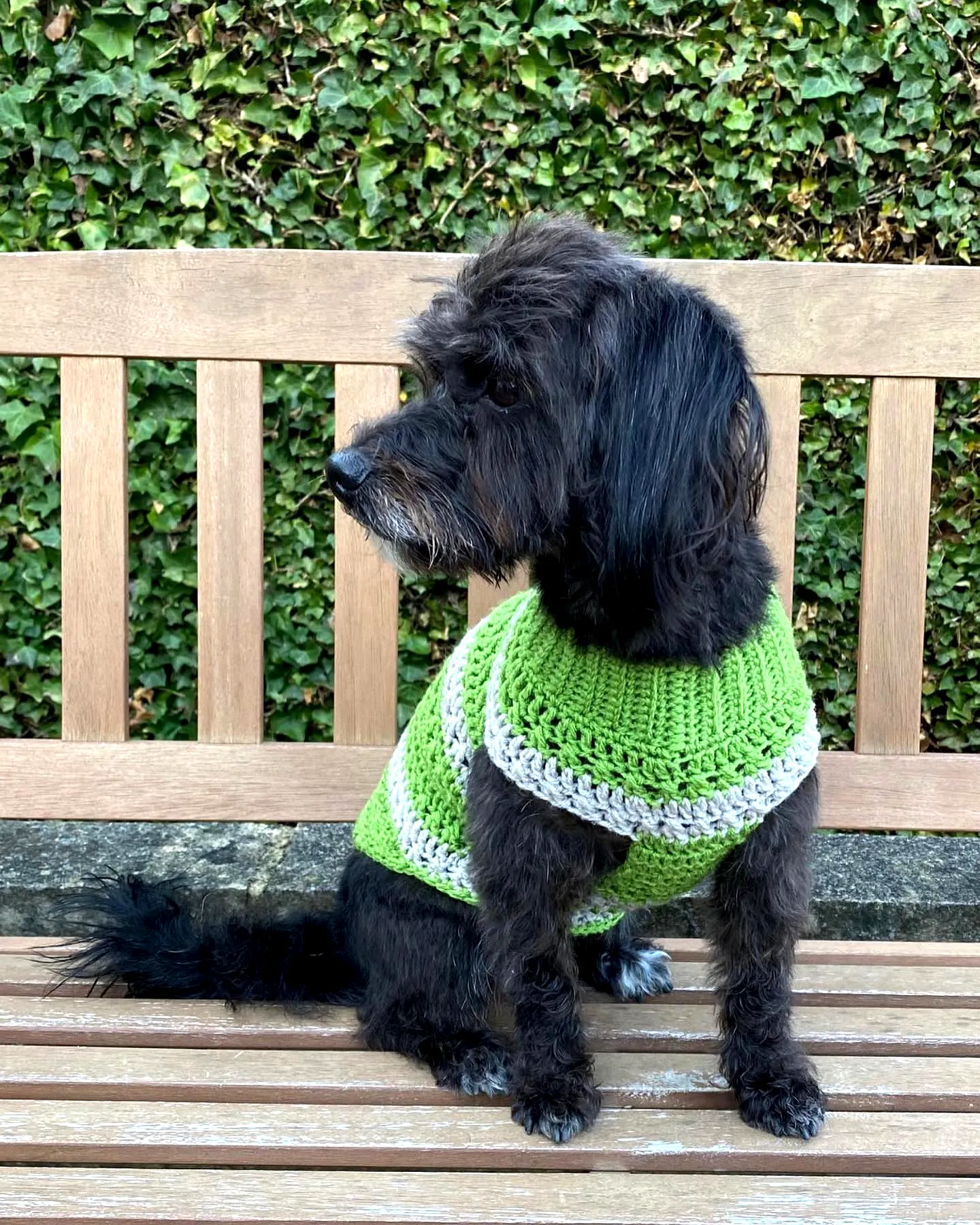Vibrant Green and Gray Crochet Dog Coat for Cozy Walks