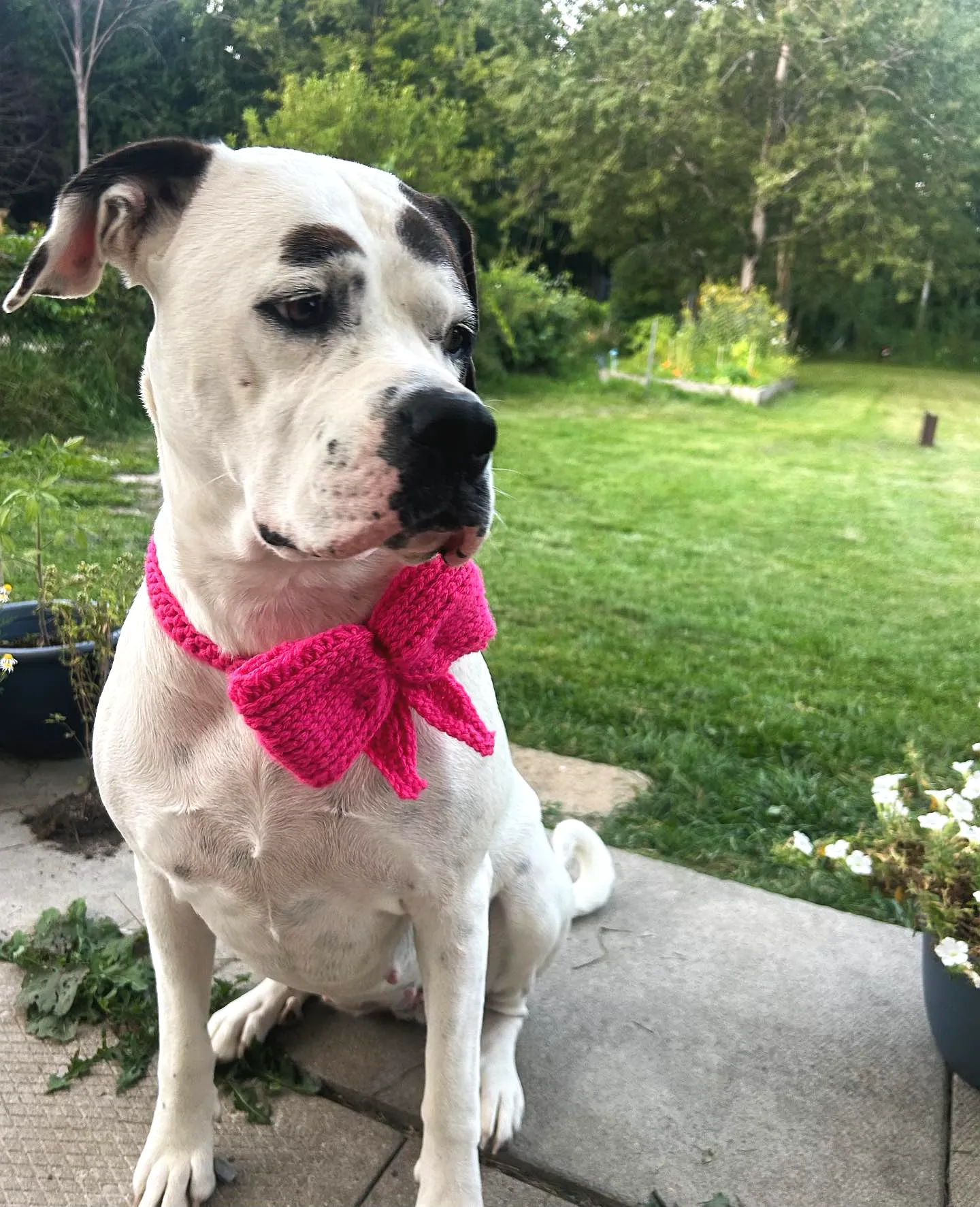 Vibrant Pink Crochet Dog Bow Tie for Stylish Pets