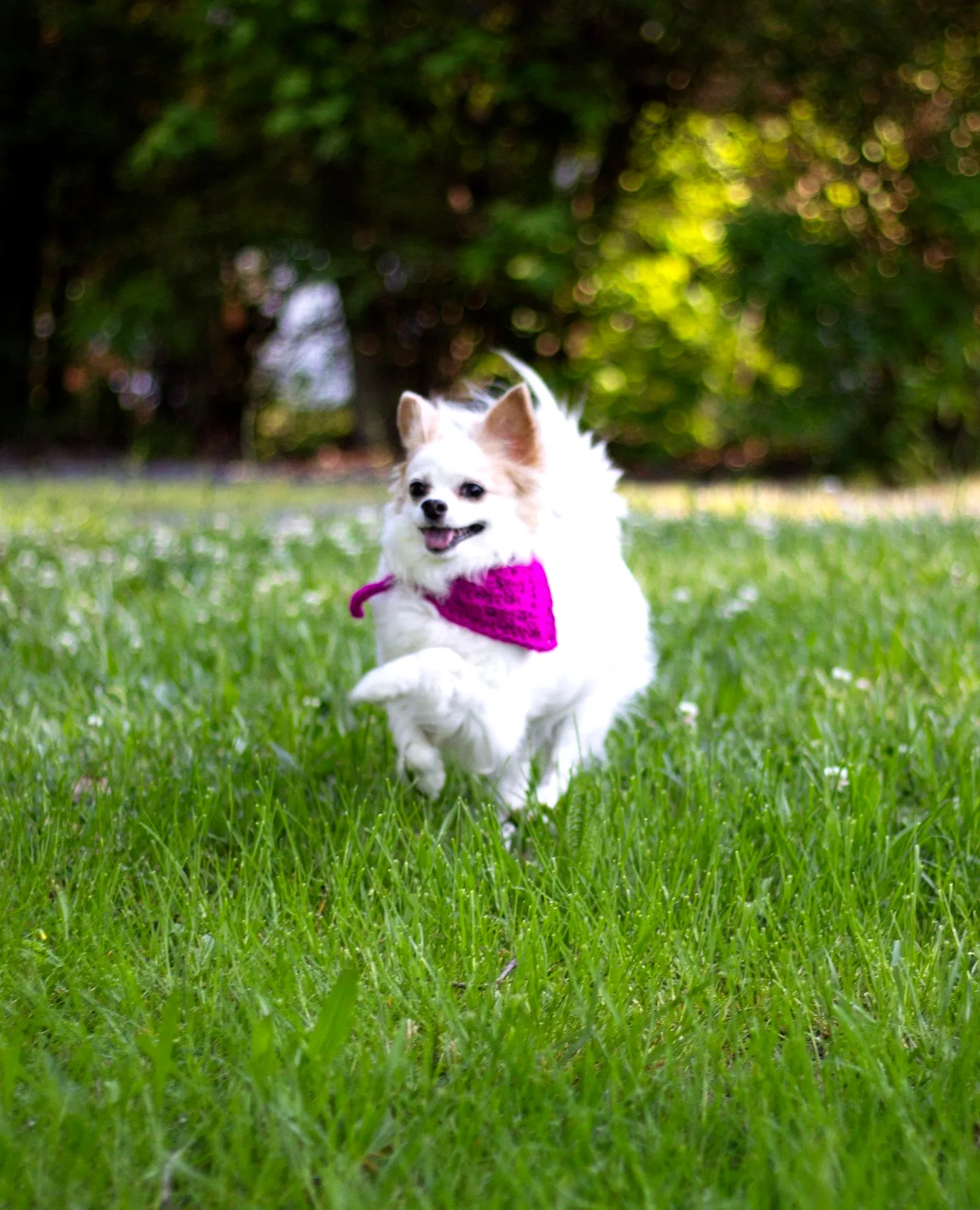Vibrant Pink Crochet Pet Bandana for Stylish Dogs