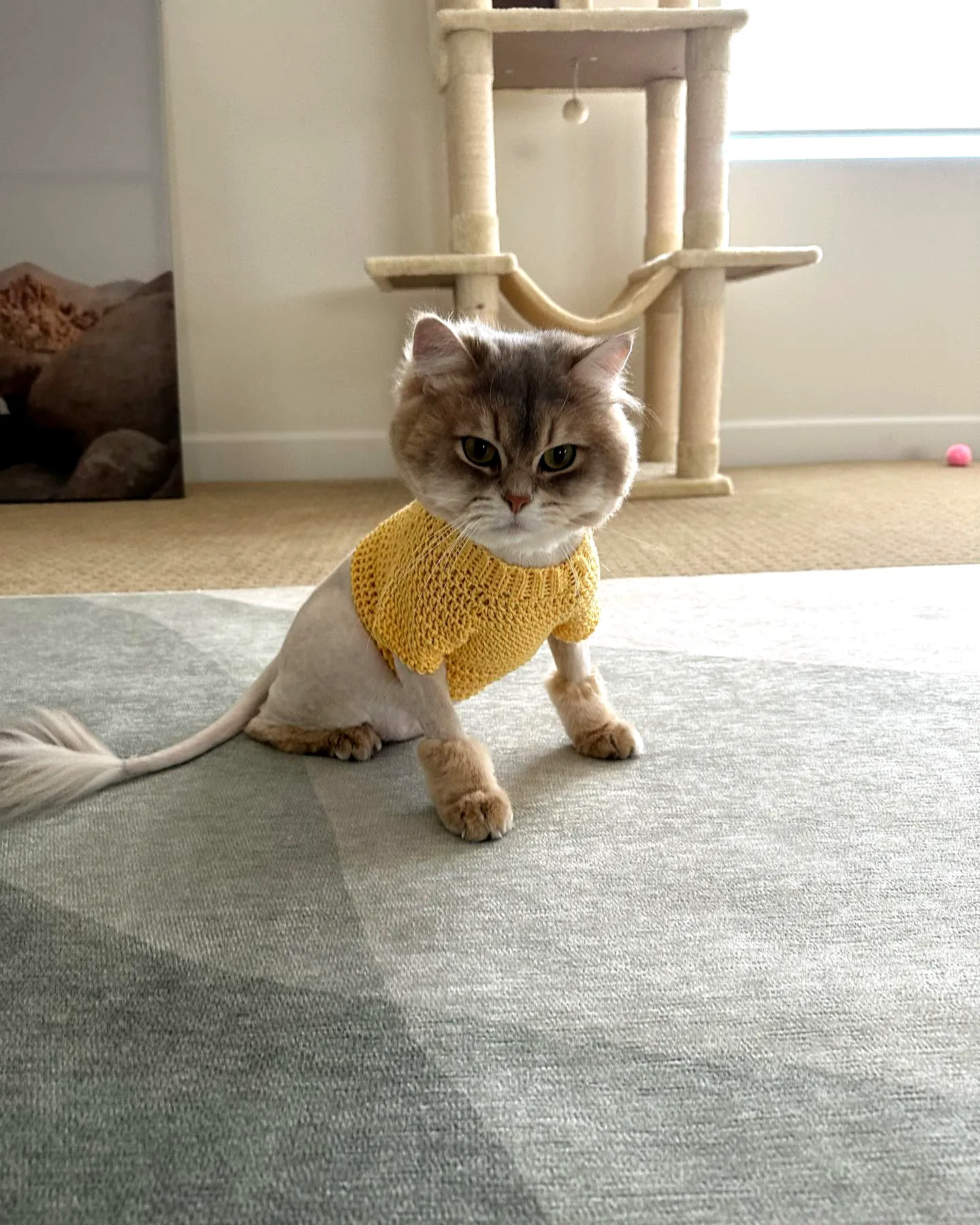 Vibrant Yellow Crochet Cat Sweater for Stylish Pets
